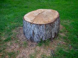 Reliable La Fayette, AL Tree Care Solutions